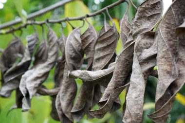 Ağaç dalındaki kuru yaprağı kapat