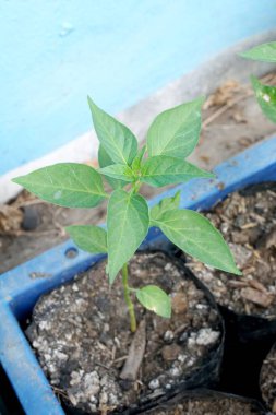 Doğa bahçesinde taze yeşil acı biber ağacı