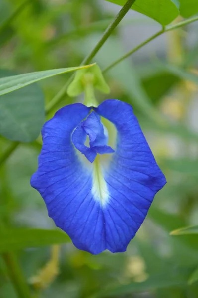 Blauwe Clitoria Ternatea Bloem Natuur Tuin — Stockfoto