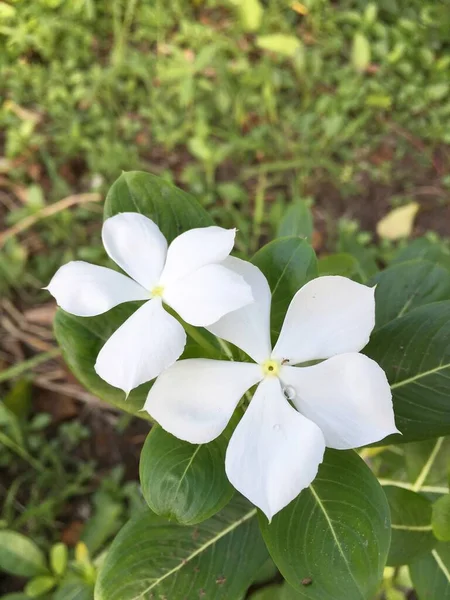 Cataranto Blanco Flor Rosa Jardín Naturaleza — Foto de Stock