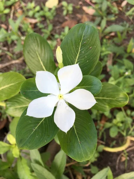 Cataranto Blanco Flor Rosa Jardín Naturaleza —  Fotos de Stock