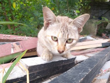 Sevimli tekir kediyi ahşap zemine kapatın.
