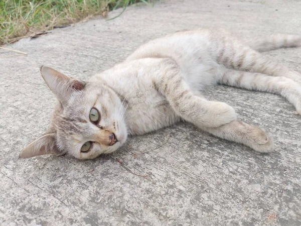 Χαριτωμένο Tabby Γάτα Στο Πάτωμα Τσιμέντου — Φωτογραφία Αρχείου