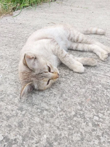 Ładny Kotek Tabby Podłodze Cementu — Zdjęcie stockowe