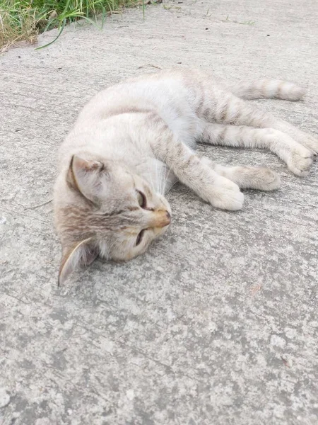 セメントの床にかわいいタビー猫 — ストック写真