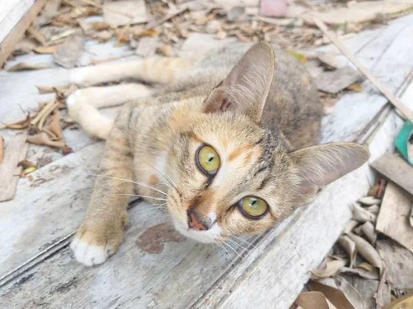 Ahşap Zeminde Sevimli Bir Kedi — Stok fotoğraf