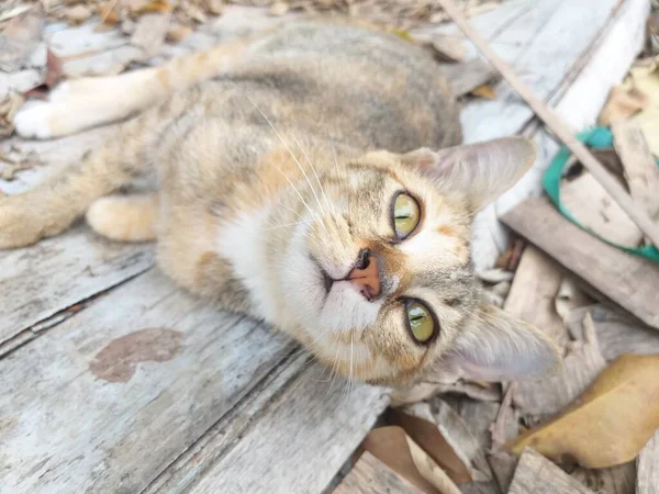 Niedliche Katze Auf Holzboden — Stockfoto