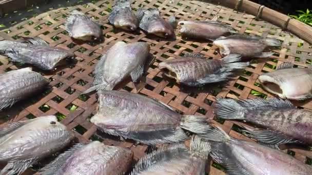 Primer Plano Seco Sepat Siam Pescado Comida Cruda Tailandia Estilo — Vídeo de stock