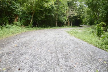 Chonburi, Tayland 'da ormanda yol.