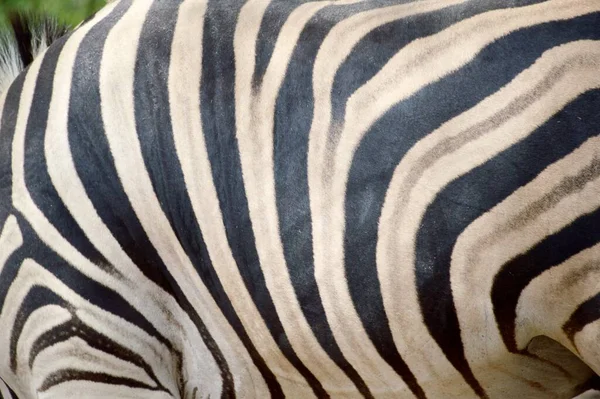 close up zebra fur texture