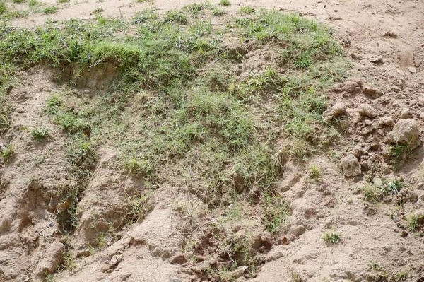 Tarımda Sebze Yetiştirmek Için Toprak Hazırlığı — Stok fotoğraf