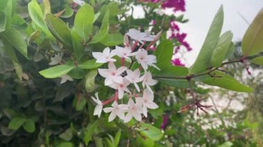 Bahçedeki beyaz karonda çiçeği