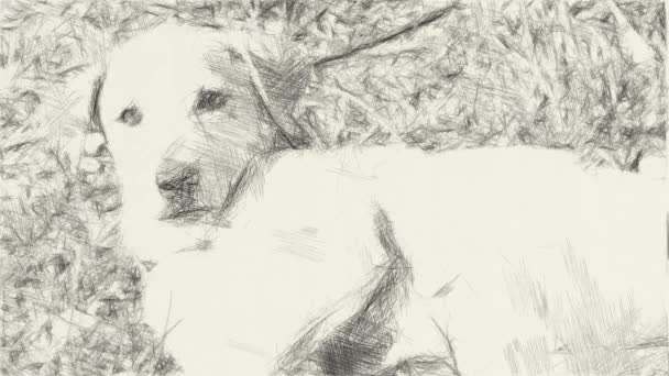 Рисунок Черно Белой Симпатичной Собаки — стоковое видео