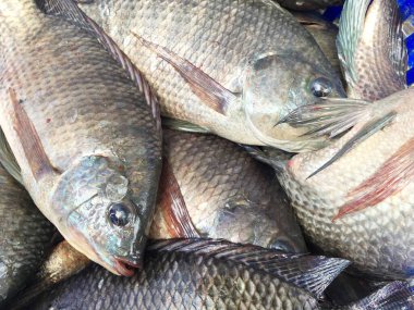 Taze oreochromis niloticus balığını kapatın.