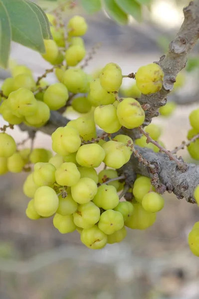 Frischer Grüner Stachelbeerbaum Garten — Stockfoto