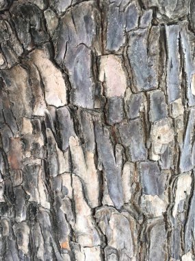 Ağaç kabuğu desenini kapat