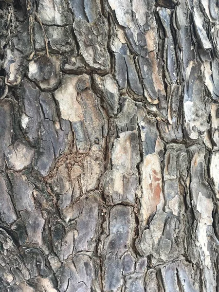Fechar Acima Textura Seca Árvore Casca — Fotografia de Stock