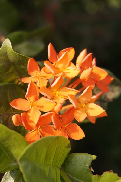 Červená Ixora Květina Zahradě Přírody — Stock fotografie