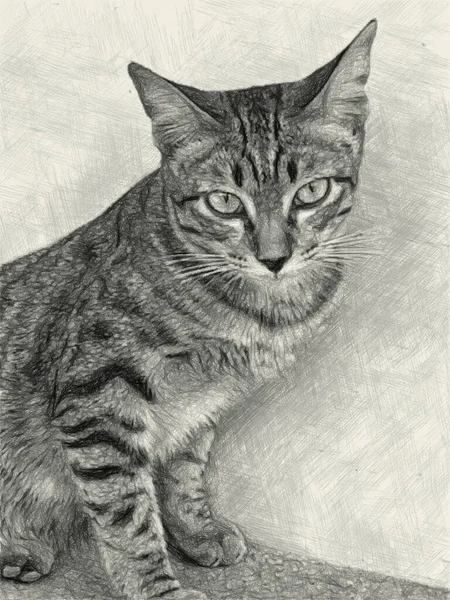 Kunstzeichnung Schwarz Weiß Von Niedlicher Gestromter Katze — Stockfoto