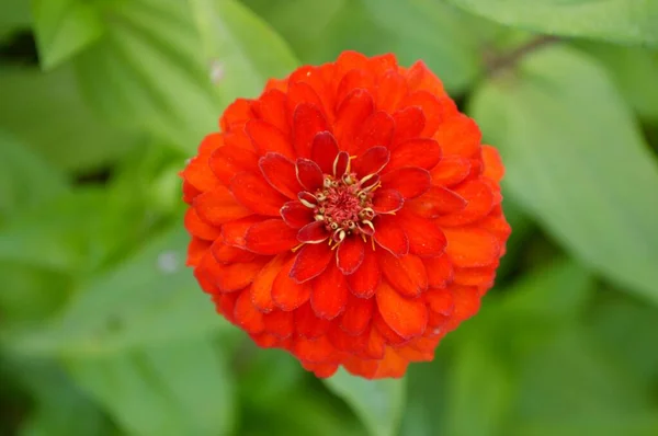 自然の庭にある赤いジニアの花 — ストック写真