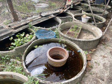 Tayland 'daki betta çiftliği