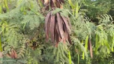 Doğa bahçesindeki kuru lucaena glauca tohumları