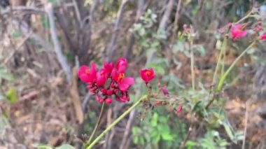 Doğa bahçesinde Jatropha integerrima çiçeği