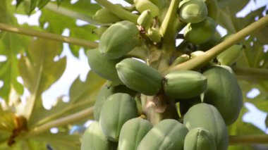 Papaya ağacı doğa bahçesinde