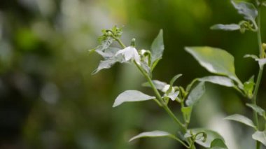 Doğa bahçesinde kırmızı biber çiçeği