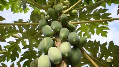 Papaya ağacı doğa bahçesinde
