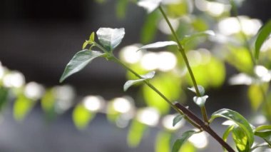 Doğa bahçesindeki Wrightia din ağacını kapat.