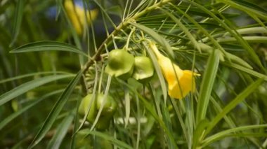 Sarı Oleander çiçeği doğa bahçesinde