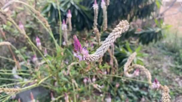 Rosafarbene Celosia Argentea Blume Naturgarten — Stockvideo