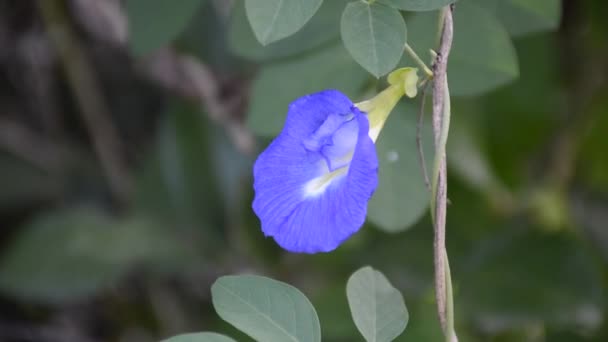 Modrá Clitoria Květina Přírodě Zahrada — Stock video