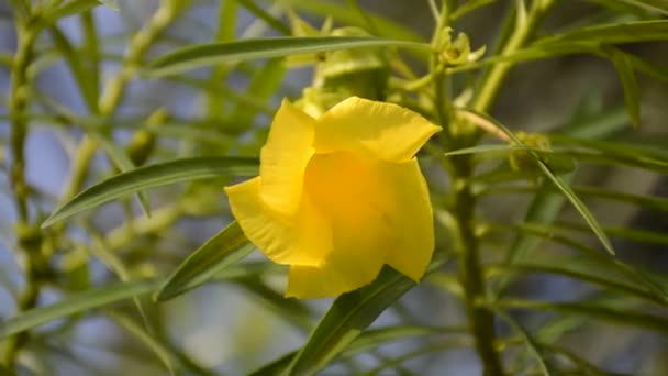 Flor Oleandro Amarelo Jardim Natureza — Vídeo de Stock