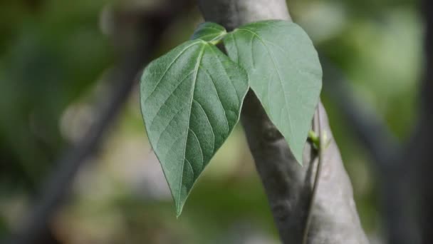 Hoja Hiedra Verde Fresca Jardín Natural — Vídeos de Stock