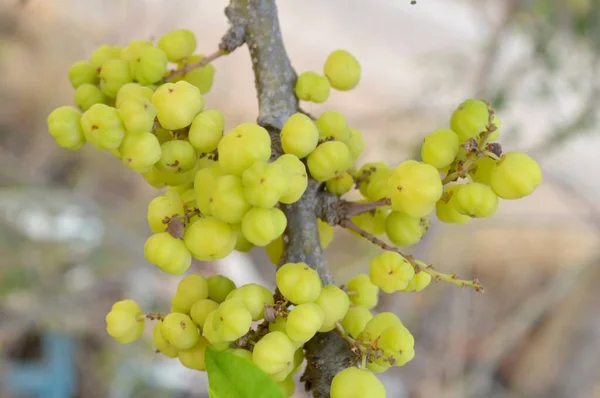 Fresh Green Star Gooseberry Tree Garden — Stock Photo, Image