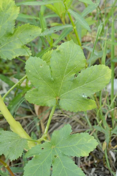 Frische Grüne Blätter Von Abelmoschus Esculentus Naturgarten — Stockfoto