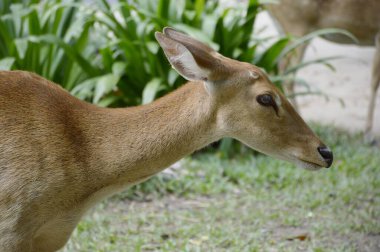 Vahşi doğada geyik beslemek