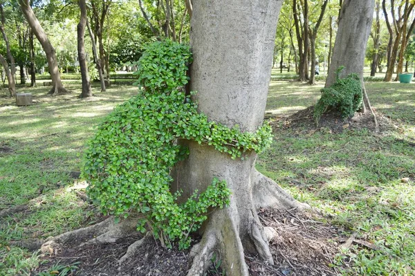 Eukien Träd Naturen Trädgård — Stockfoto