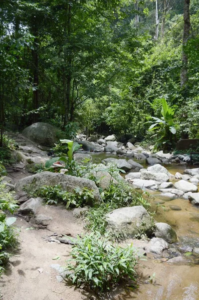 Naturwald Chonburi Bei Thailand — Stockfoto