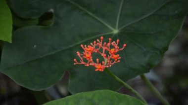 Doğa bahçesinde Jatropha podagrica çiçeği