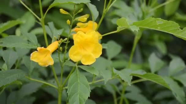 Žlutá Tecoma Stánky Květ Zahradě Přírody — Stock video