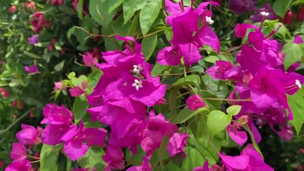 Doğa Bahçesinde Pembe Bougainvillea Çiçeği — Stok video