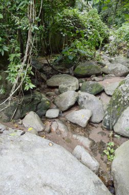 Tayland 'da Chonburi' de doğa ormanı.