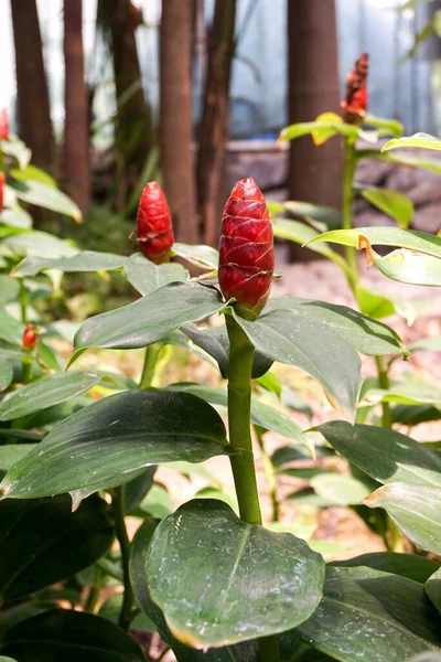 Red Zingiber Zerumbet Flower Nature Garden — Stock Photo, Image