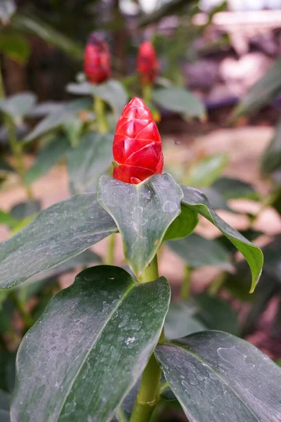 Red Zingiber Zerumbet Flower Nature Garden — Stock Photo, Image
