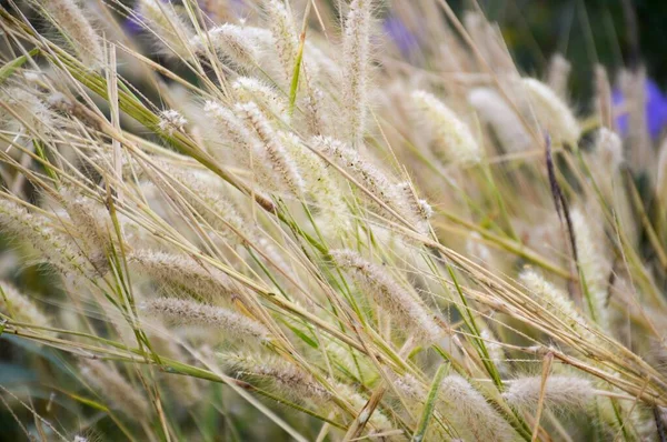 Pennisetum Pedicellatum Fleur Dans Jardin Naturel — Photo