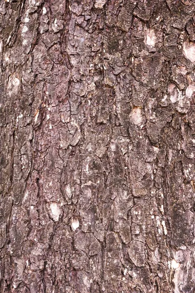 Närbild Torr Bark Träd Konsistens — Stockfoto