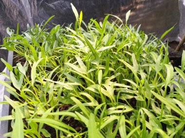 Doğa bahçesinde taze yeşil Ipomcea Aquatica bitkisi